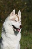 SIBERIAN HUSKY 888